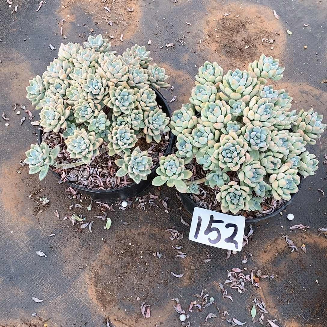 两颗奶洛蛋糕多肉152