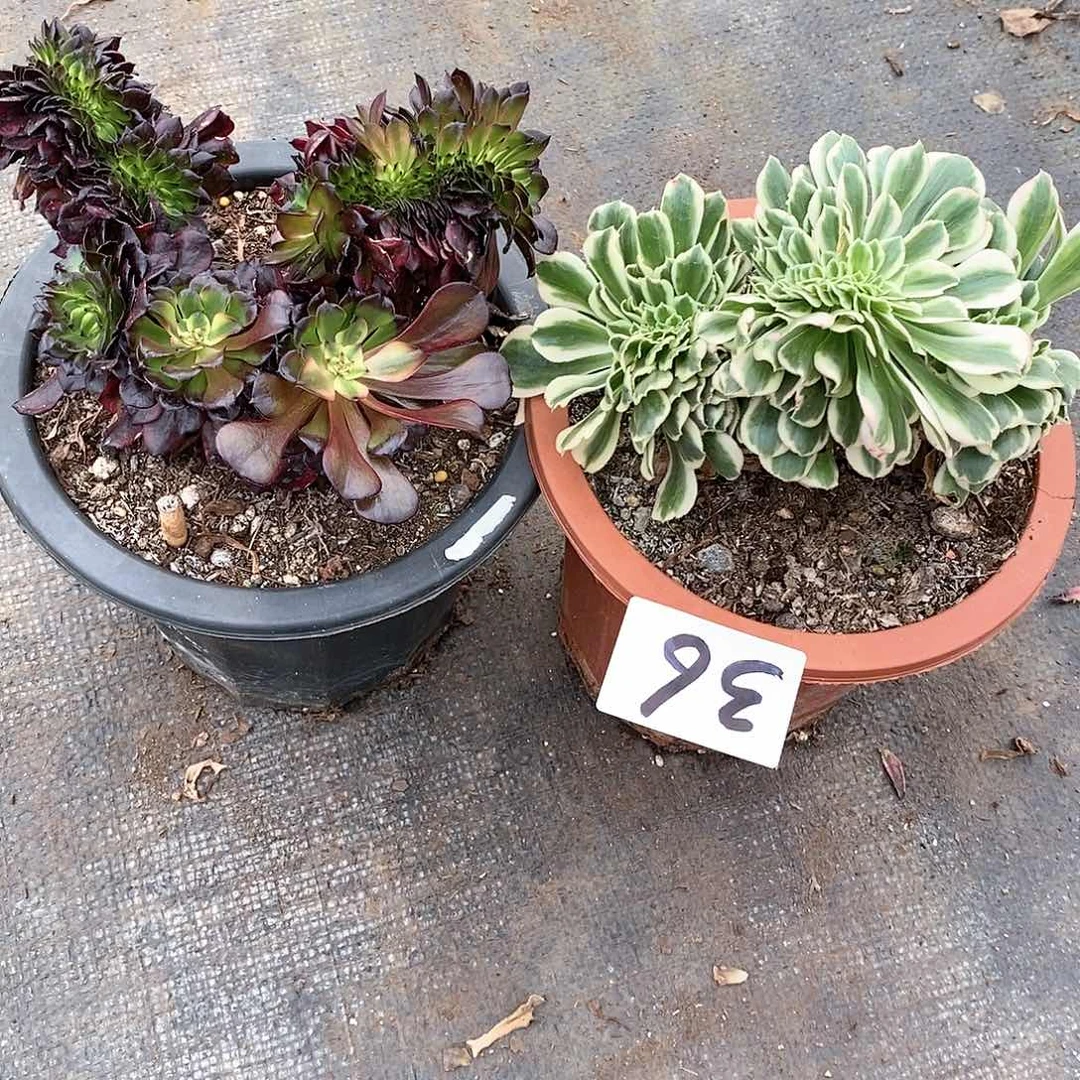 两颗法师多肉缀化36