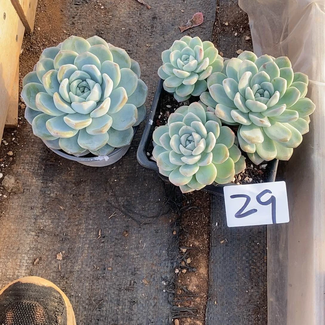 A*.两颗冰玉多肉29满20包邮