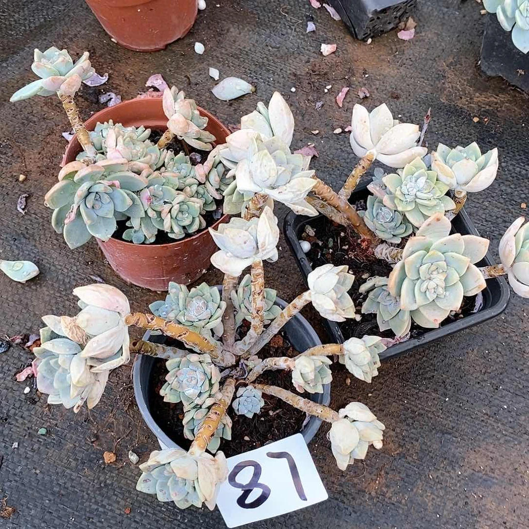 三颗露凝香多肉87