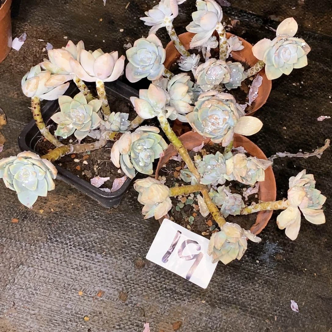 三颗露凝香多肉19