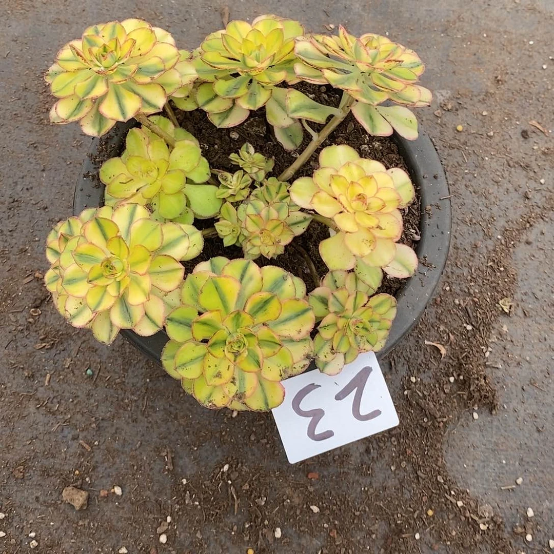 太阳神丛林法师多肉23