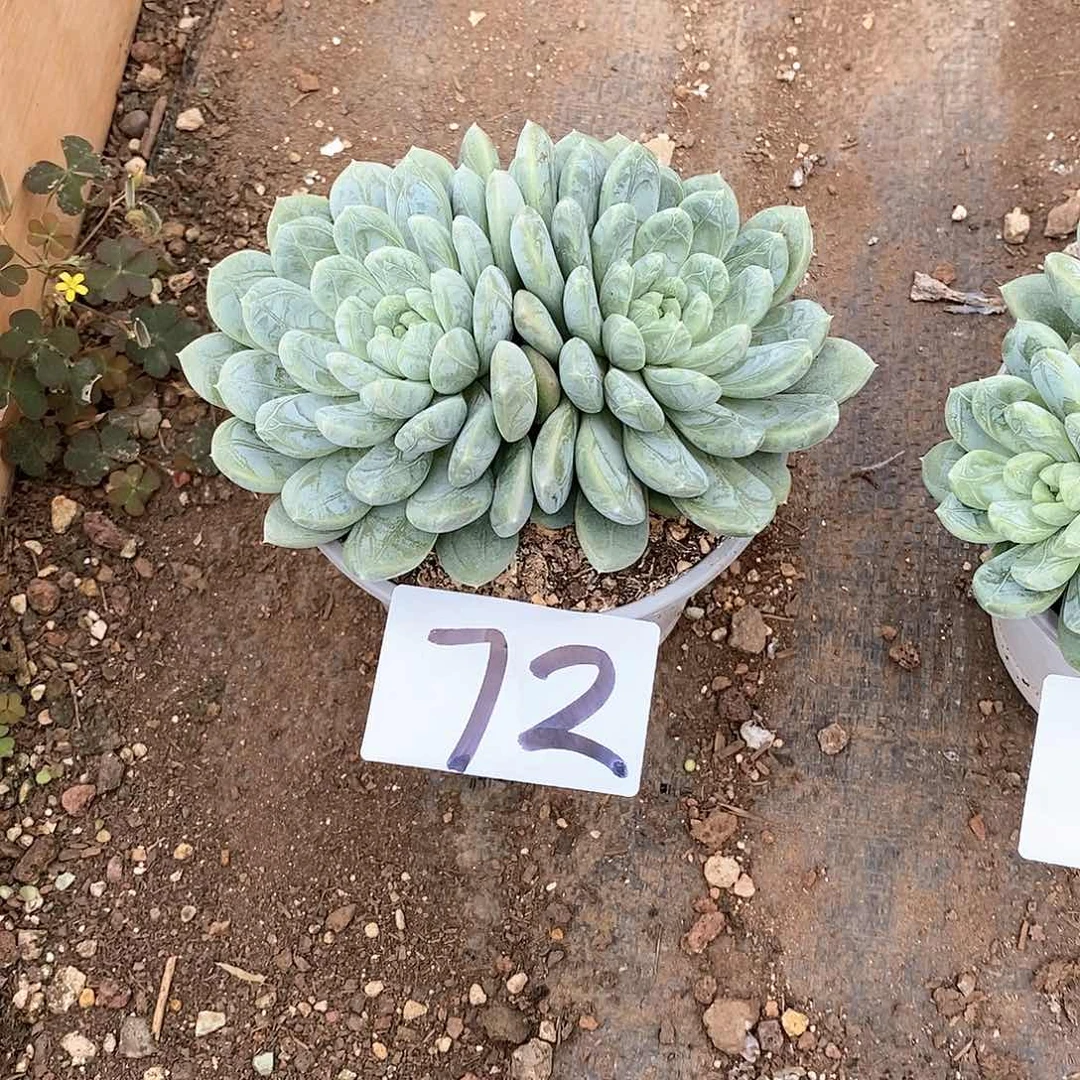 双头百搭翡翠多肉72