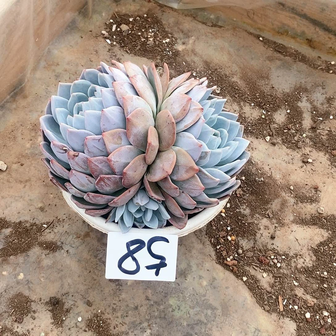 三头橙梦露多肉58