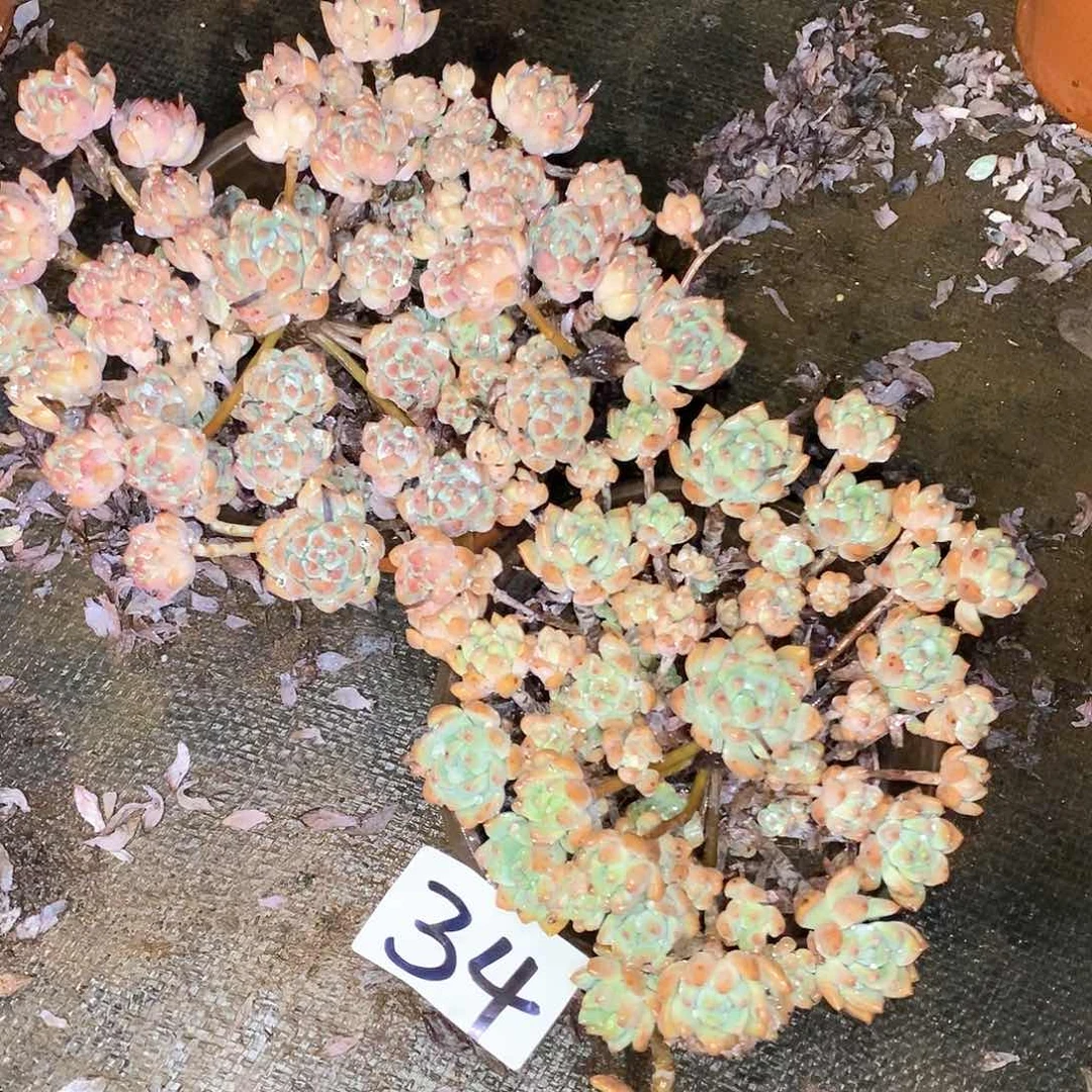 两颗桃酥多肉断枝不包34