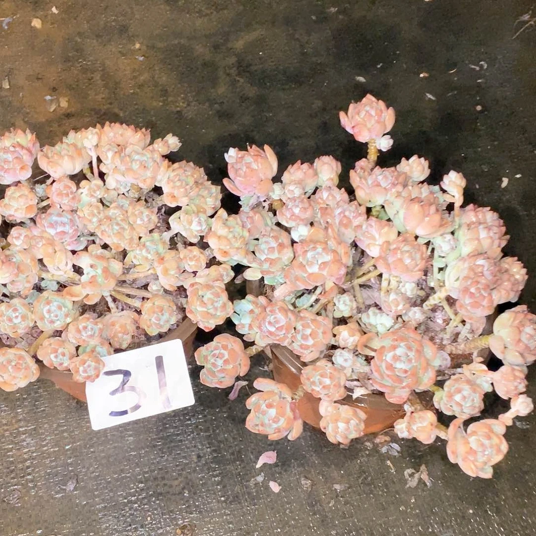两颗桃酥多肉31断枝不包