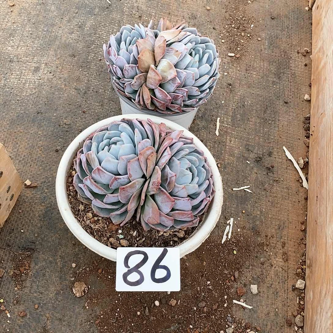 两颗双头橙梦露多肉86