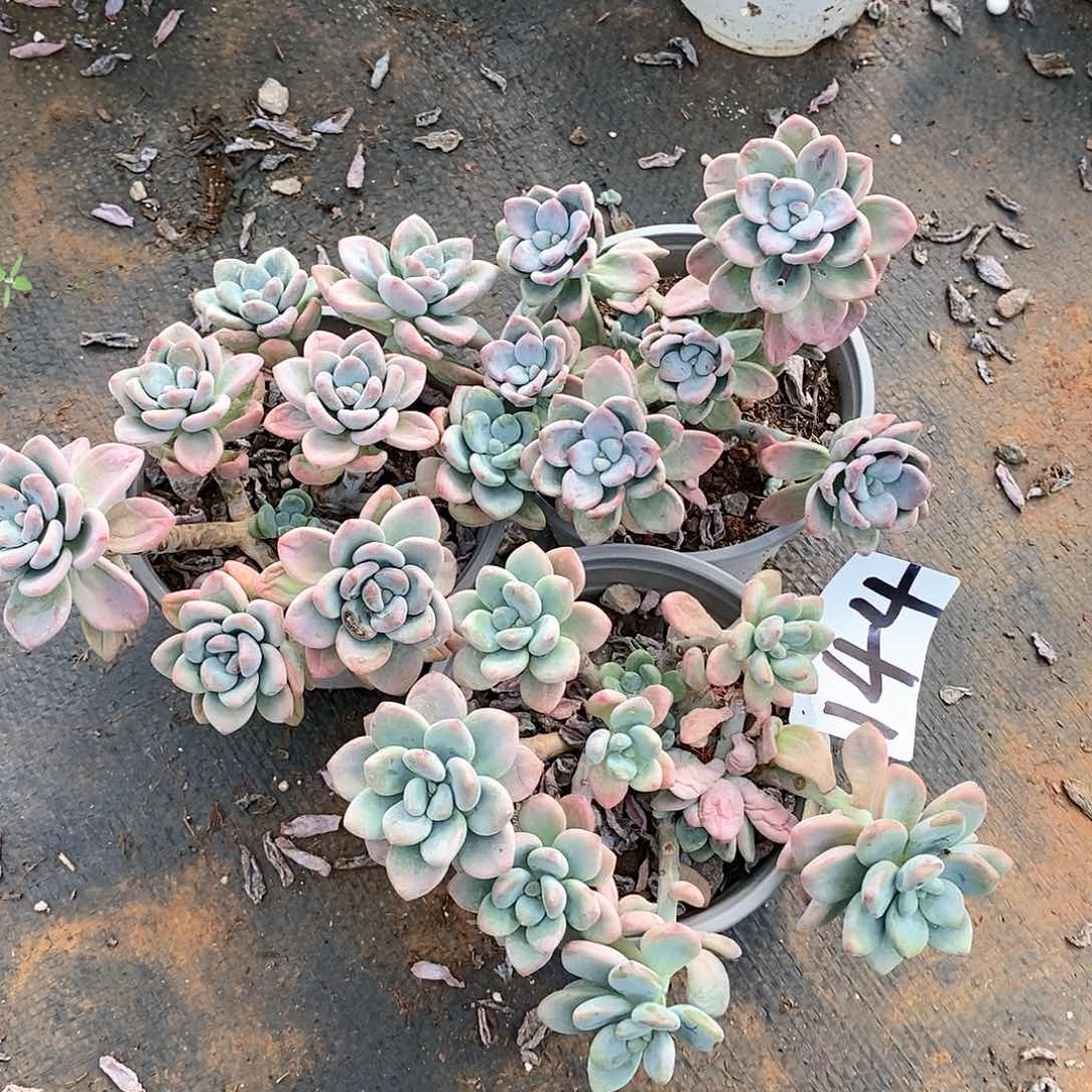 三颗红洛神多肉144