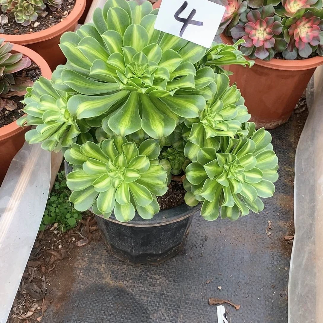 翡翠琉璃手捧法师多肉4