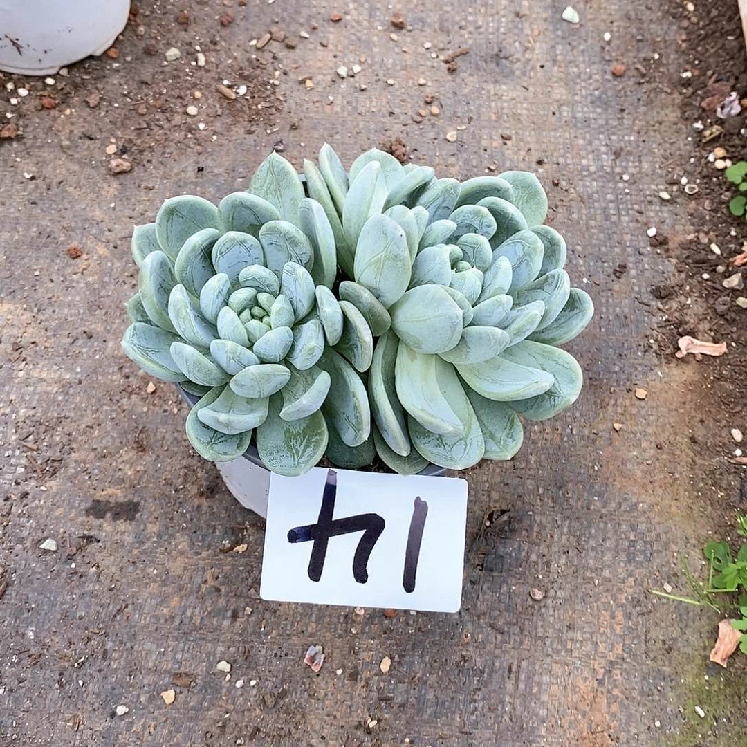 双头百搭翡翠多肉14