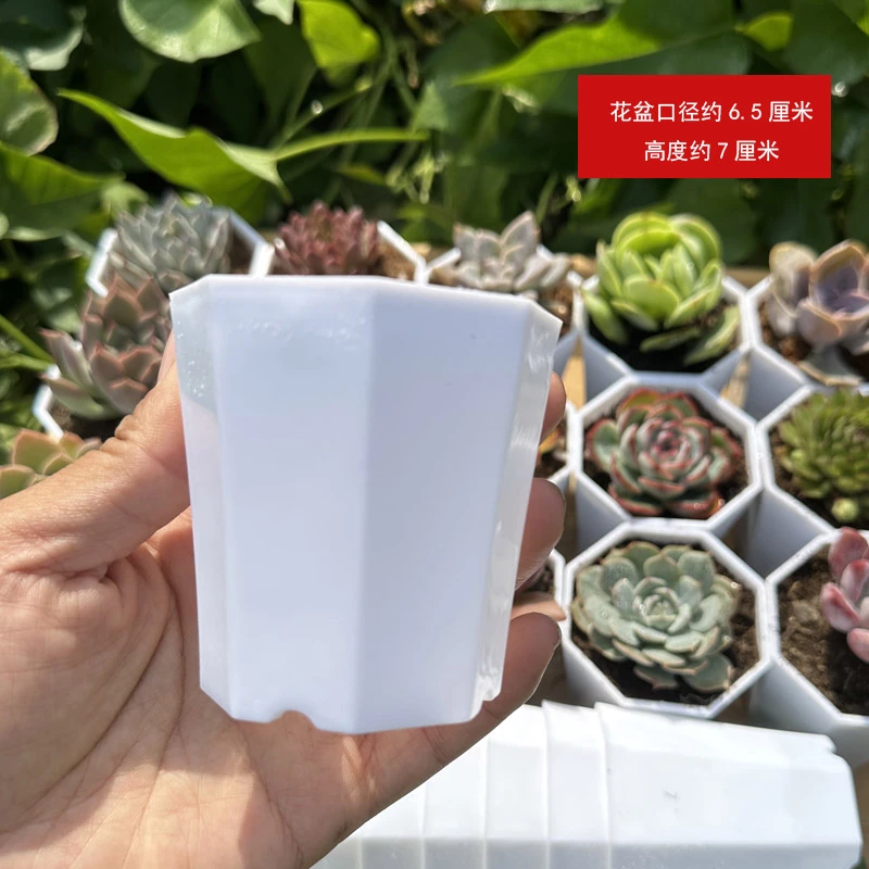 小天小宝多肉种植花盆  白色八脚盆口径约6.5厘米非常好看透气好