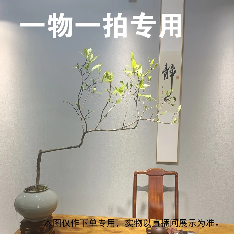 海岛栀子花直播海岛春花盆景石枫第【一物一拍】飘枝禅意茶室内绿植