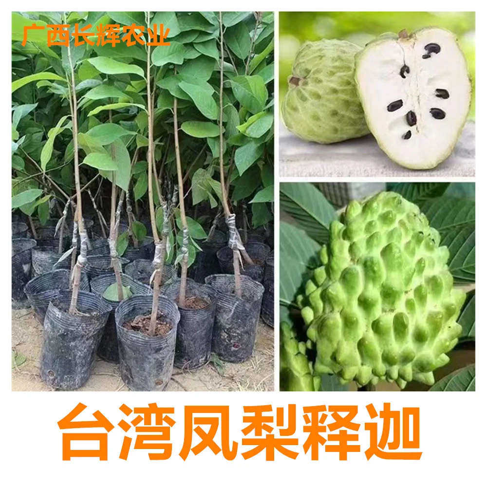 释迦果树苗台湾凤梨释迦榴莲农业超大释迦嫁接苗结果快盆栽地栽