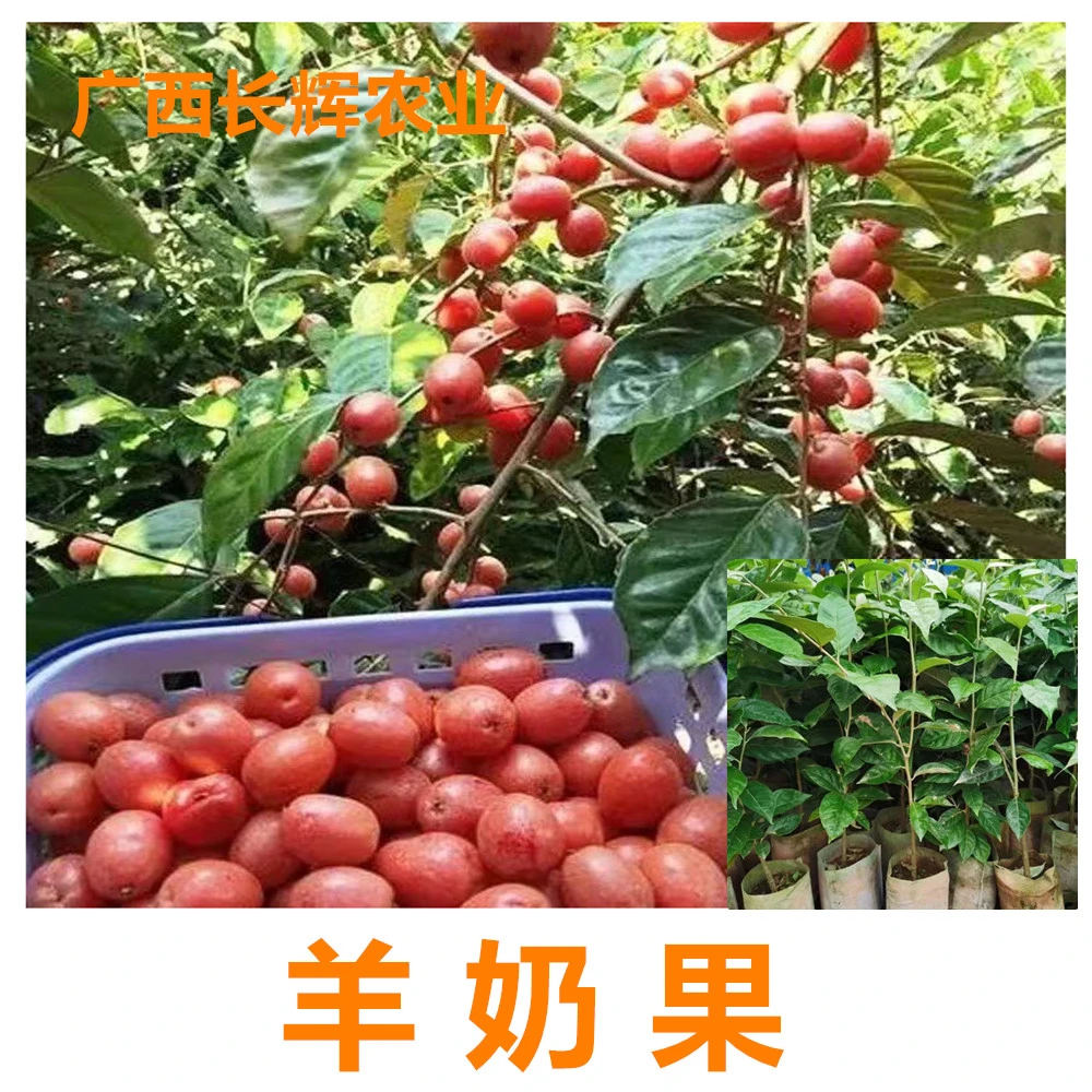 羊奶果苗嫁接羊奶果德甜二号南北方种植