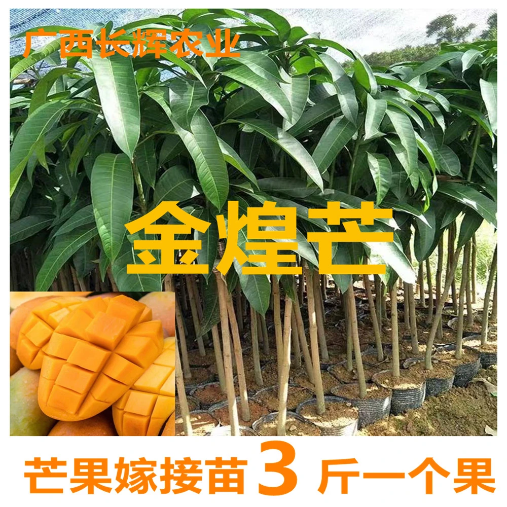 金煌芒大果嫁接苗结果快芒果树苗结果快盆栽地栽南方种植