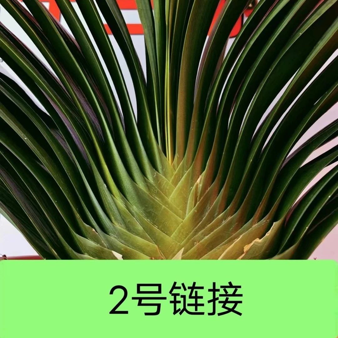 2号链接 中东北君子兰直播