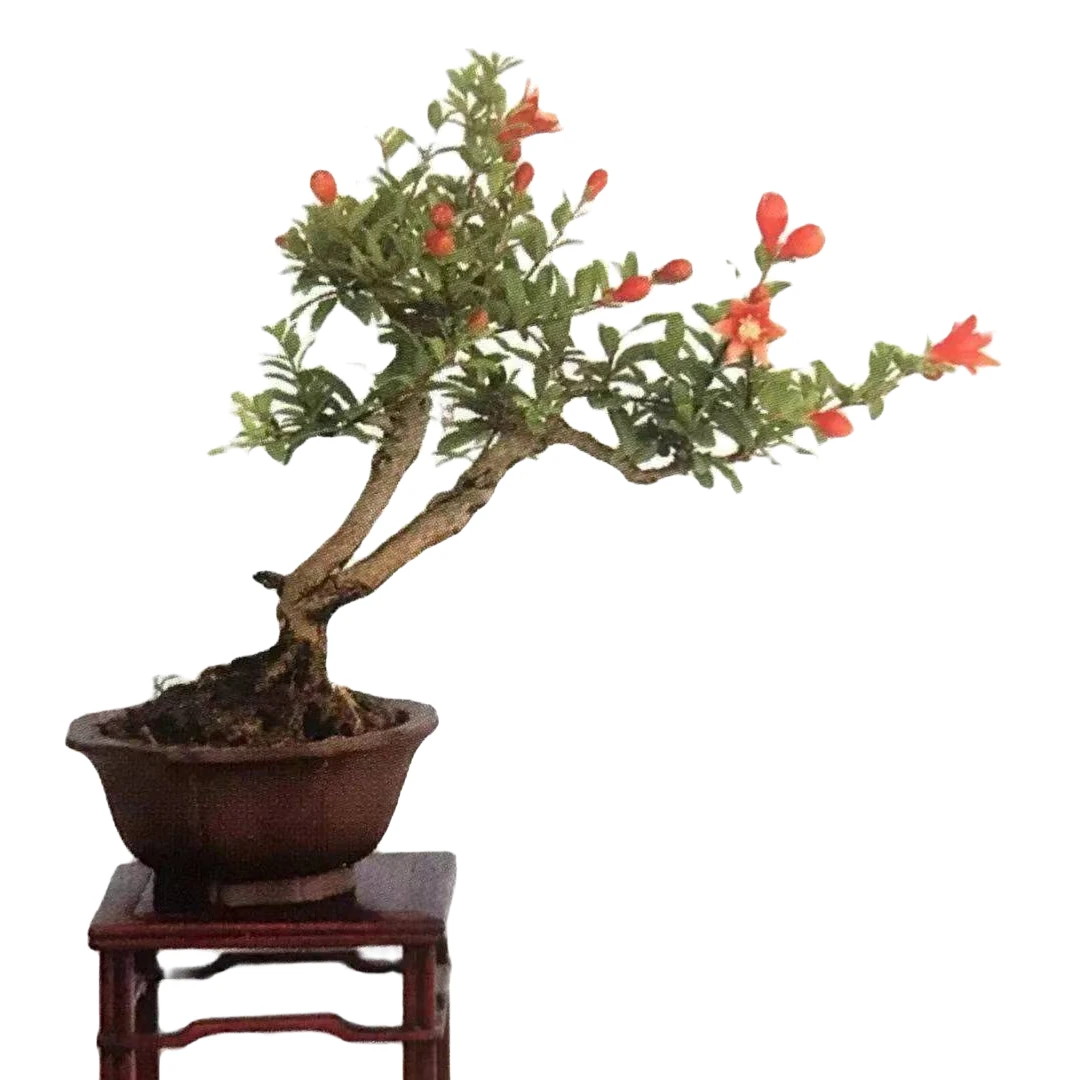 大红袍盆景【一物一拍】