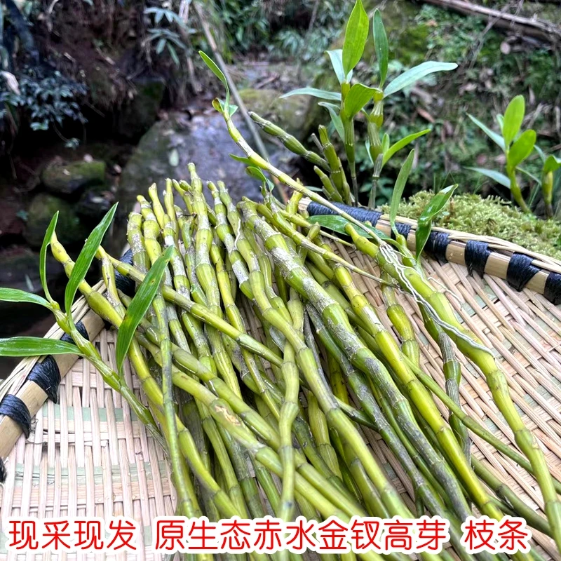 现采石头上新鲜贵州赤水金钗石斛枝条可扦插发小芽