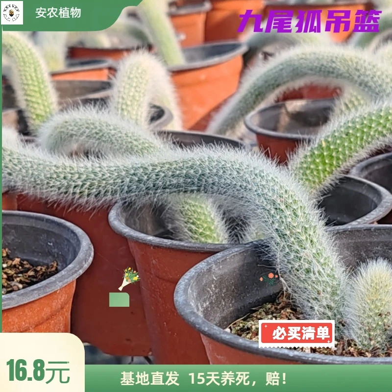 九尾狐多肉绿植可开花可垂吊型