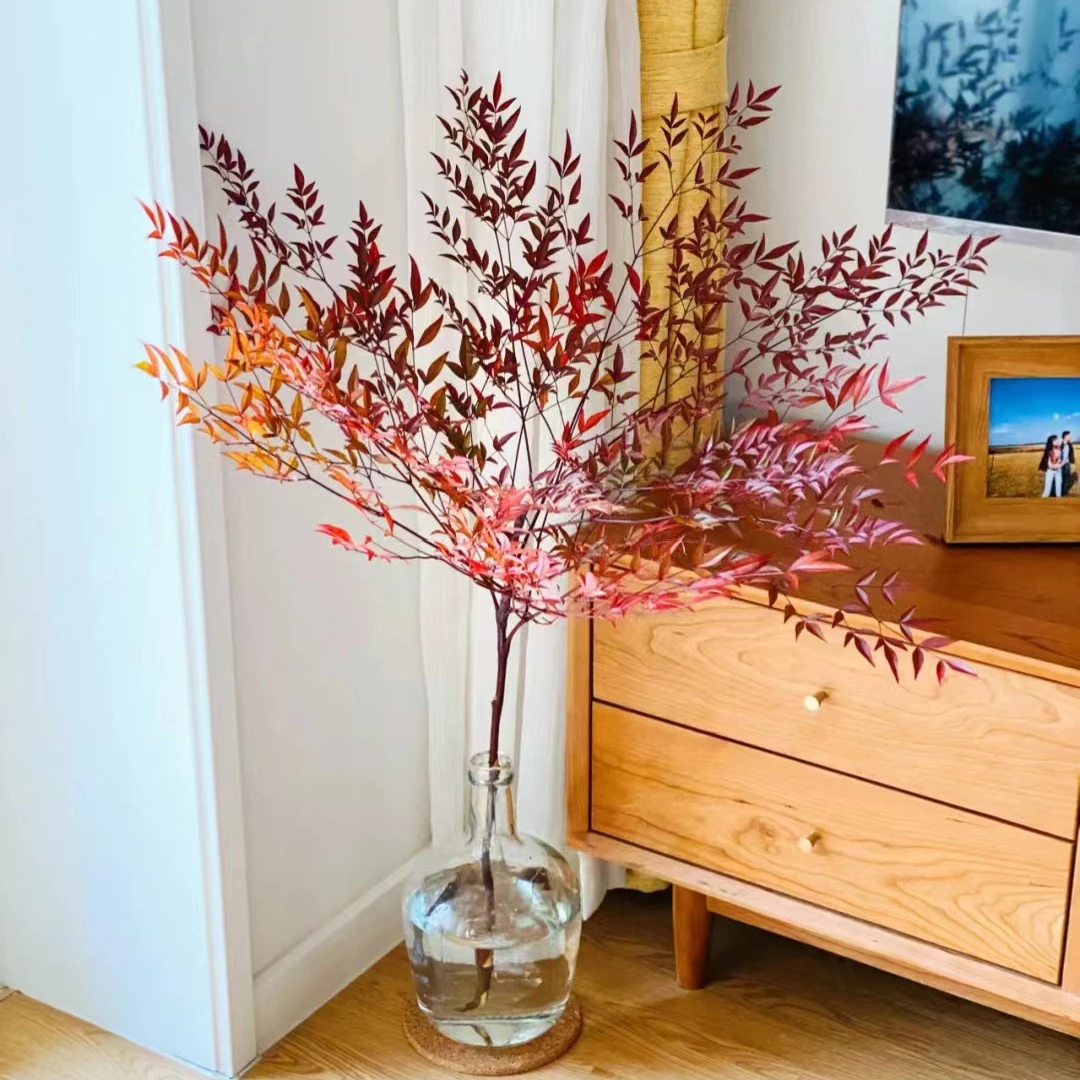 南天竹火焰水培好养植物室内桌面客厅鲜切盆栽天竺马醉木平替吊钟