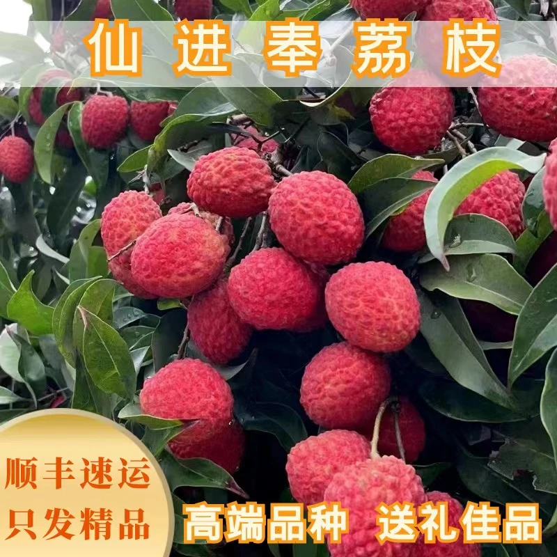 空运广东增城仙进奉荔枝大果多汁新鲜水果整箱孕妇产地直发送礼