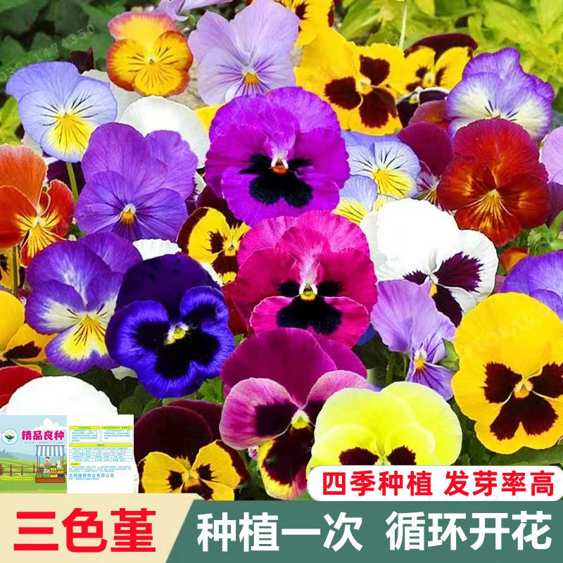 三色堇花种子重瓣室内阳台盆栽庭院角堇猫脸花蝴蝶花花卉
