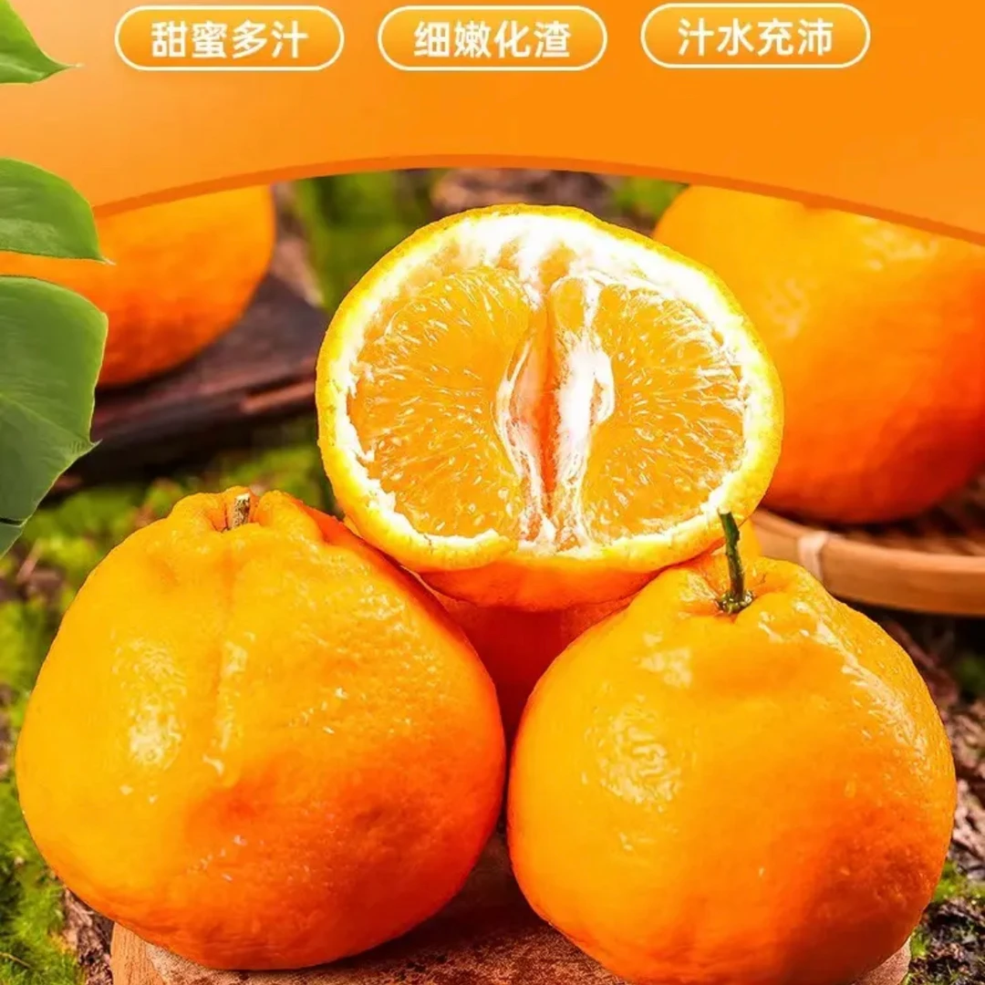 【果园直发】正宗四川春见耙耙柑自家果园现摘现发当季水果细嫩香甜