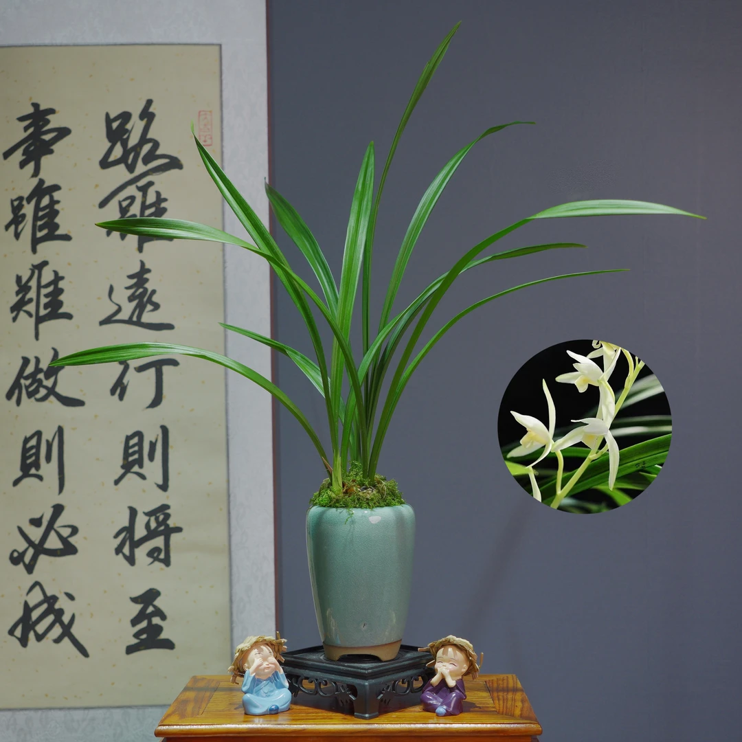 兰花[青山玉泉]带青色陶瓷盆种好适合新手好养易活