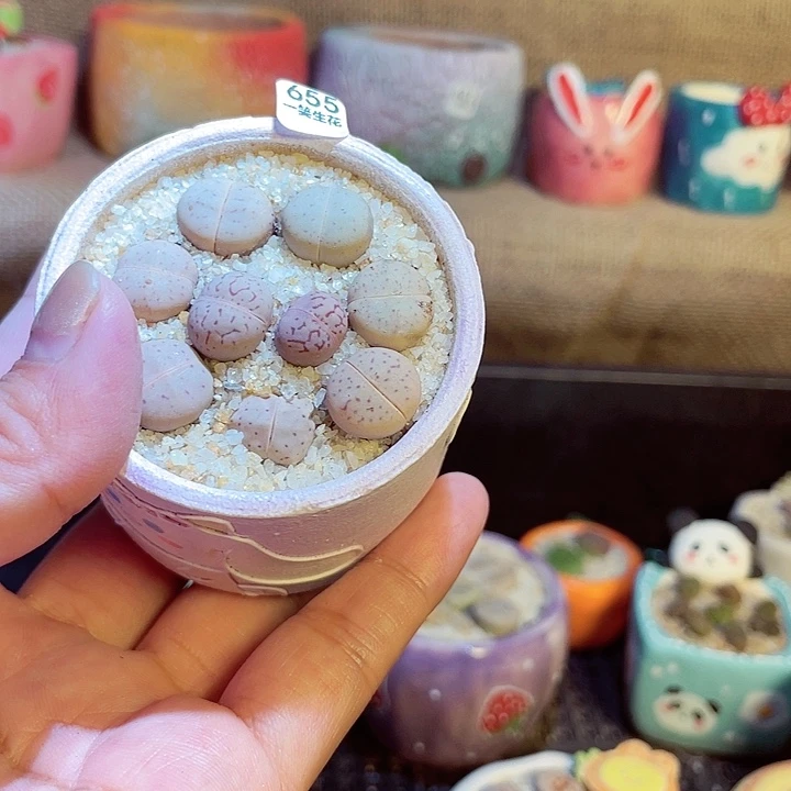 【闪购商品】655大舅000000