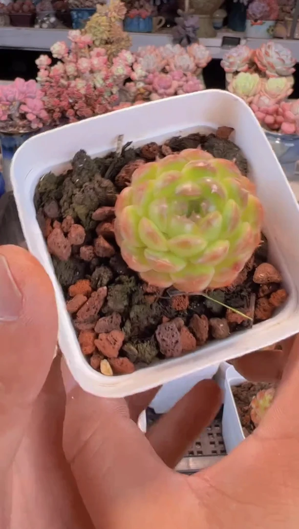 【闪购商品】7# 耀玉珍妮单头