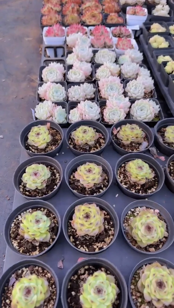 【闪购商品】9# 紫霞仙子单