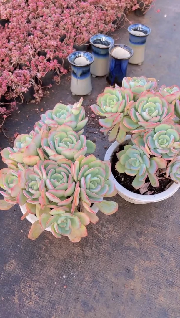 【闪购商品】23# 白月光群生脱土裸根