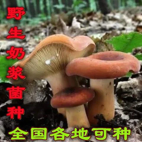 正宗奶浆菌种牛奶菌多汁乳菇奶汁土土培蘑菇种植包四季室内外