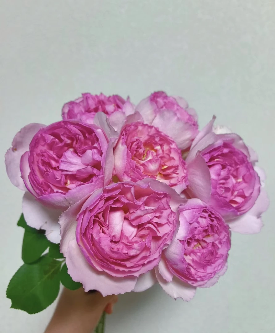 【山野间】甜蜜伊芙 单头玫瑰 大花