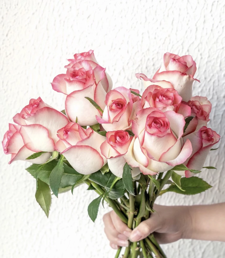 基地批发-艾莎单头玫瑰20支（有夹支）