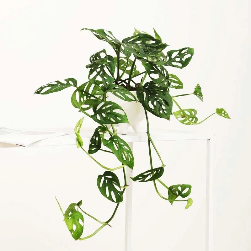 仙洞龟背竹盆栽新房室内除甲醛净化空气植物水培好养垂吊绿植盆景