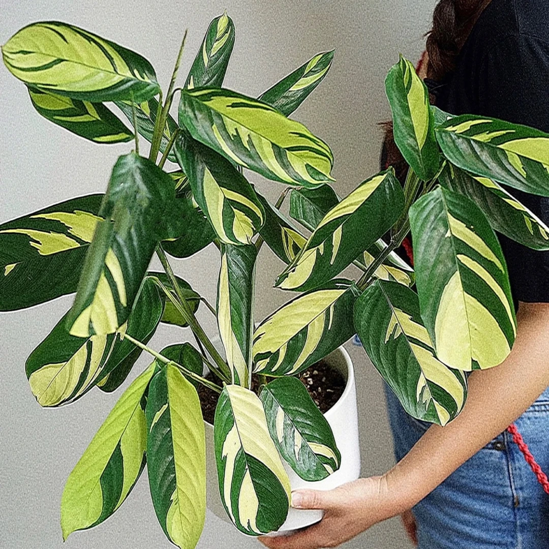 金梦竹芋室内观叶绿植黄金马赛克竹芋
