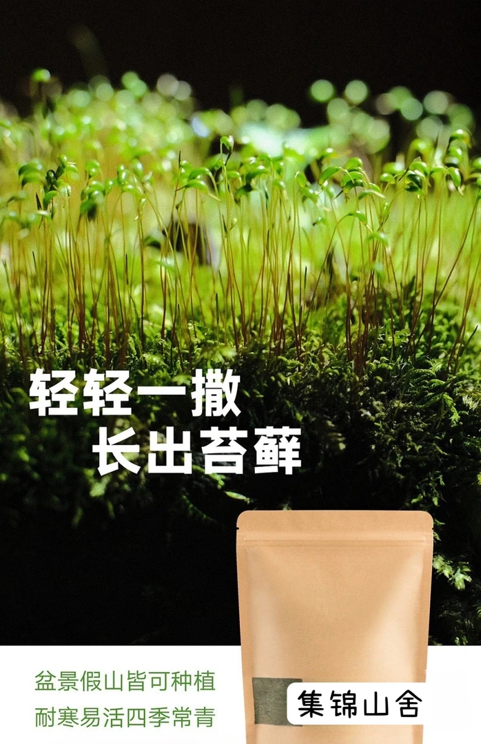 苔藓四季鲜活精选绿植吸水石种子微景观造假山草籽苔藓微景观优选
