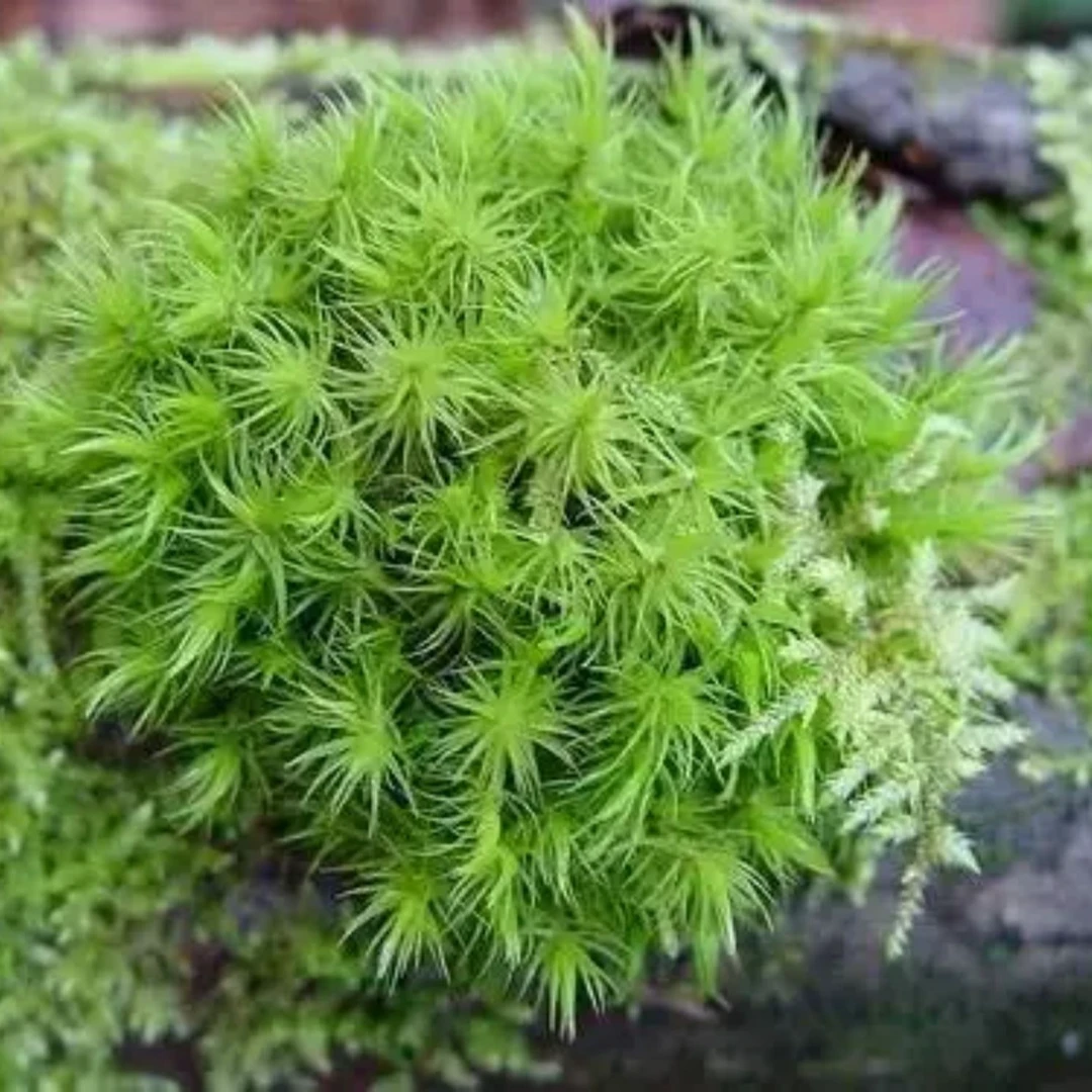 曲尾藓羊绒藓苔藓微景观造景假山苔藓水草古法缸水陆缸雨林缸造景