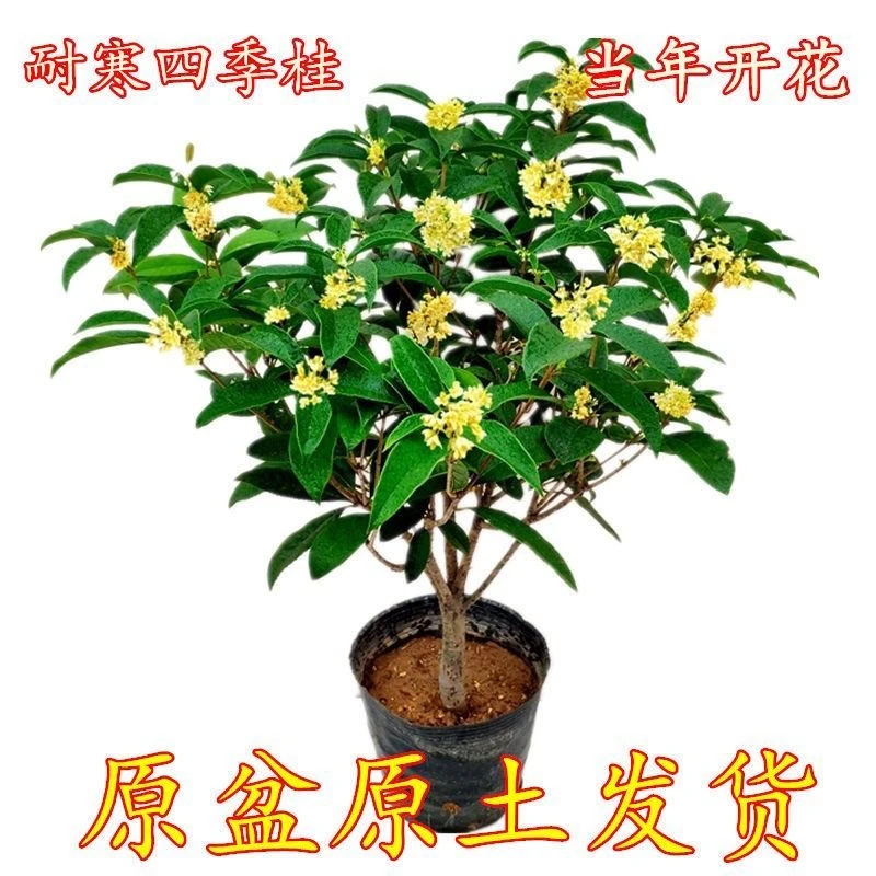 五年桂花苗好养活室内外养殖耐寒植物四季开花