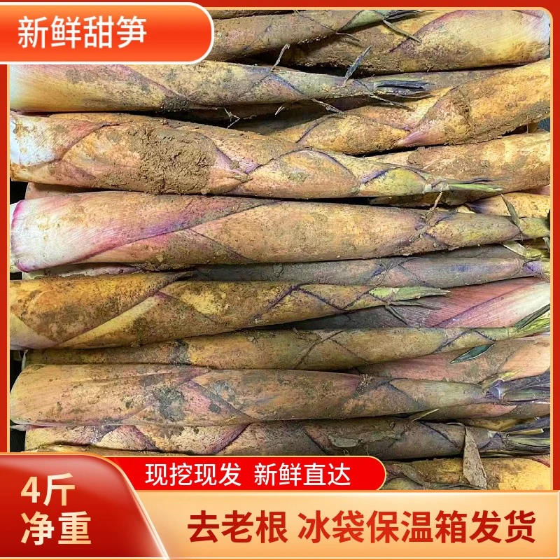 福建新鲜甜笋黄尖笋春夏笋带壳黄泥竹笋当季脆嫩鲜笋不苦不麻现挖