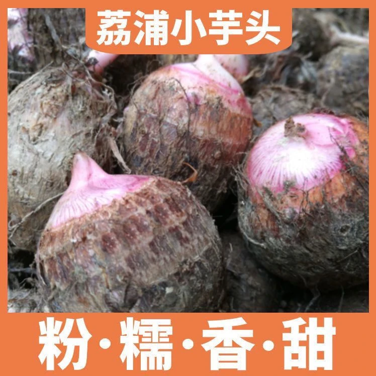 广西正宗荔浦红芽芋头原产地新鲜种植软糯小芋头特产品质毛芋头