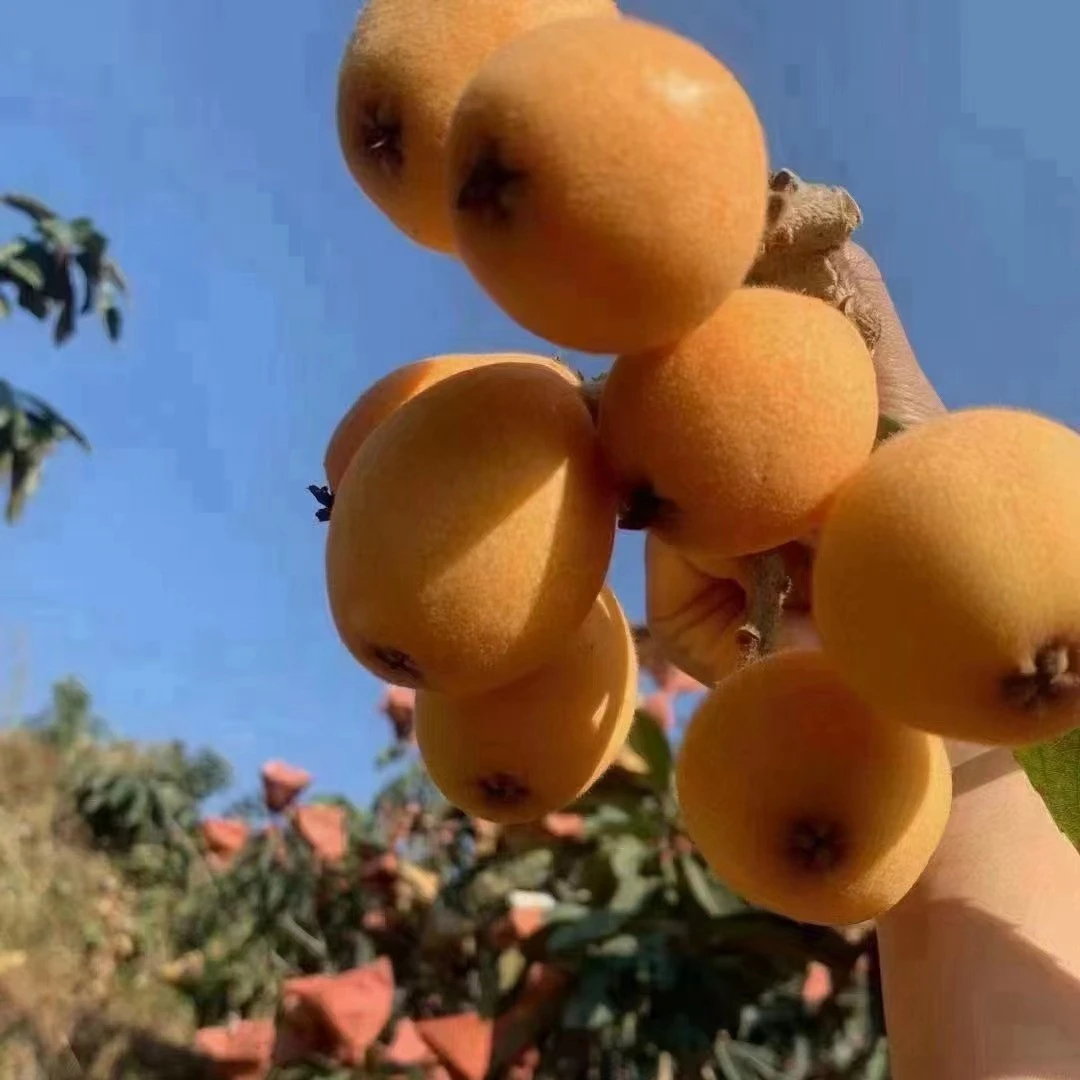 莆田特产 特级甜枇杷 5斤装  10斤装  礼盒装 包邮新鲜精品