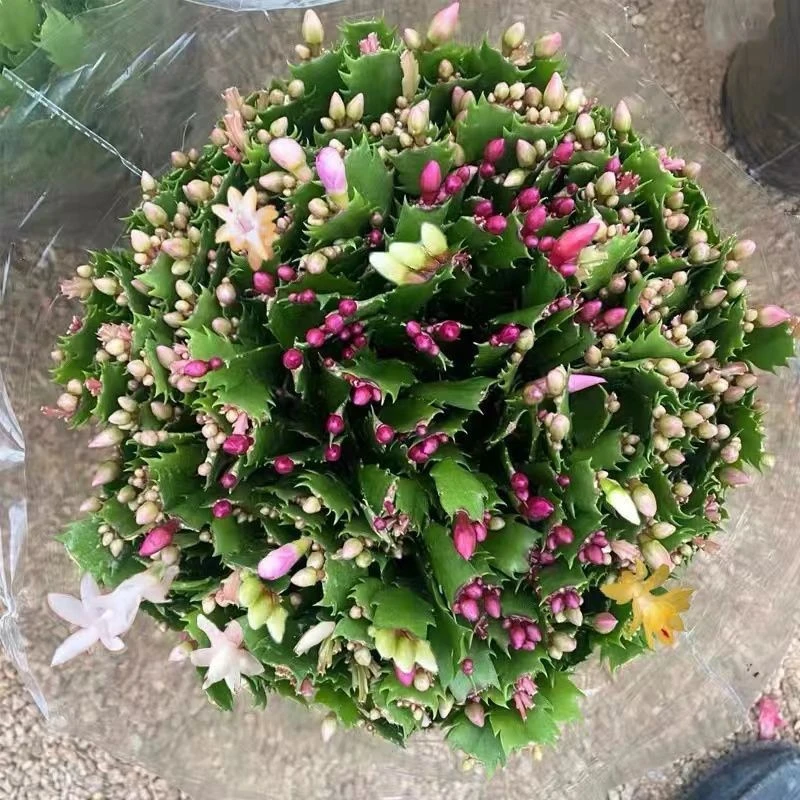 【带花苞】多色蟹爪兰花苗盆栽大苗带根室内阳台好养花卉四季开花