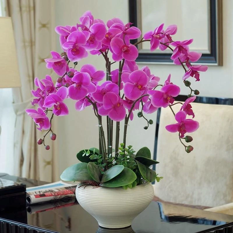 蝴蝶兰花苗带花剑盆栽兰花大苗客厅室内植物花卉四季开花好养观花