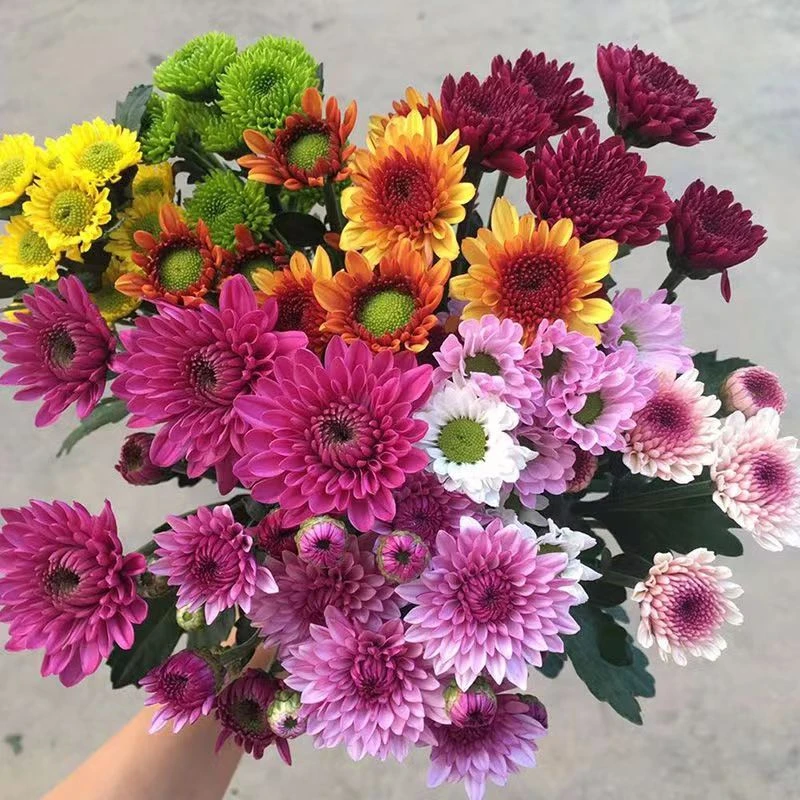 小邹菊鲜花水养插花鲜切花昆明基地现采直发包邮