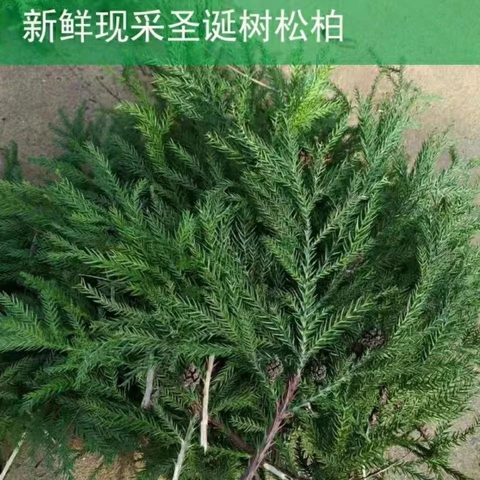 圣诞树新鲜天竺少女天然松柏DIY四季圣诞树材料圣诞藤条圣诞装饰