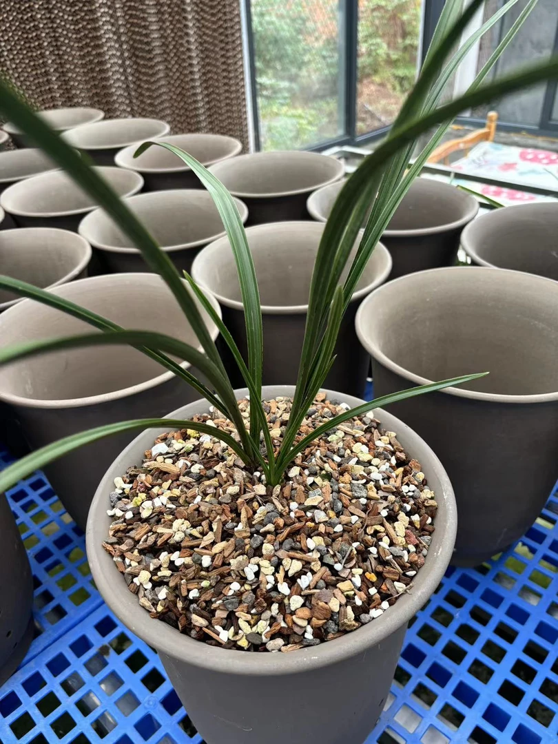 花卉  ，一物一拍