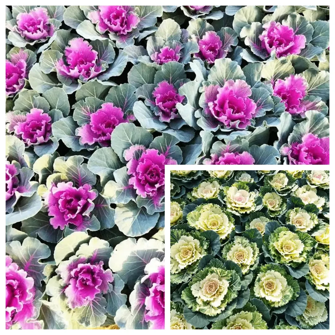 【冬日玫瑰】单头耐寒羽衣甘蓝盆栽花卉紫色叶牡丹庭院冬季耐热耐旱