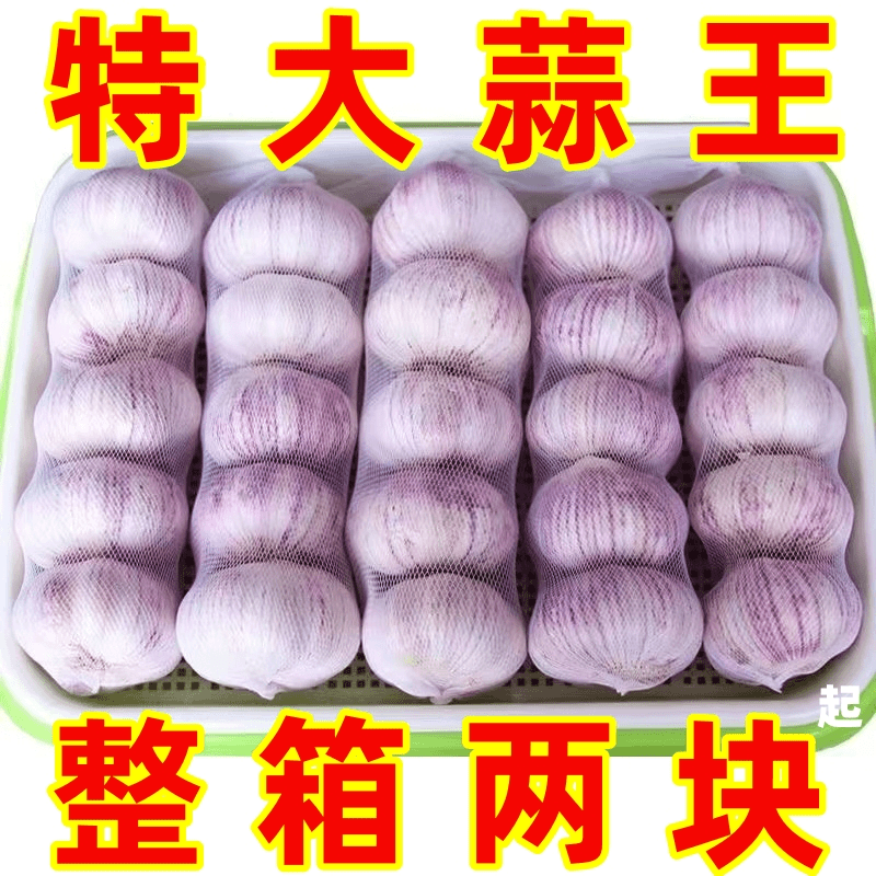 大甩卖】河南新干蒜紫白皮大蒜头批发新鲜蔬菜特级紫白皮大蒜头